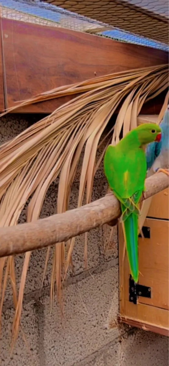Indian ringneck - Image 1