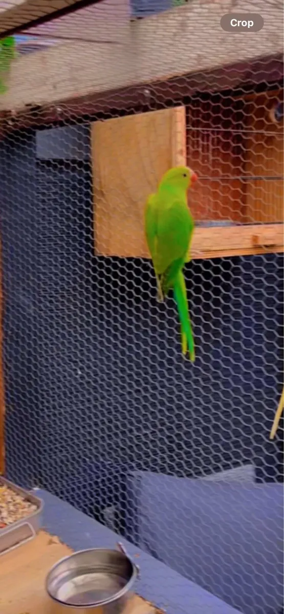 Indian ringneck - Image 2