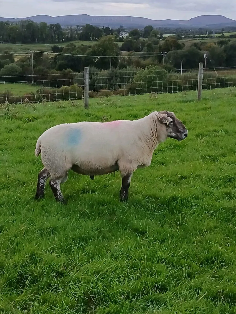 Suftex Ram 5 year old - Image 1