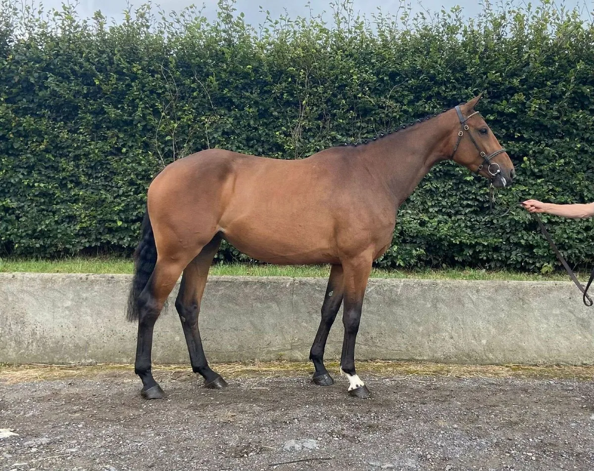 Quality 3 Yr old filly - Image 1