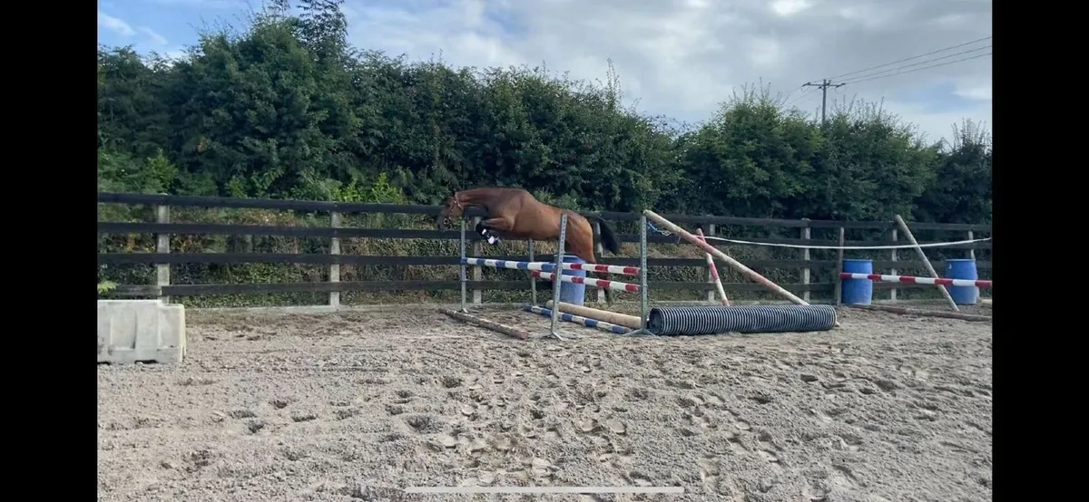 Quality 3 Yr old filly - Image 3