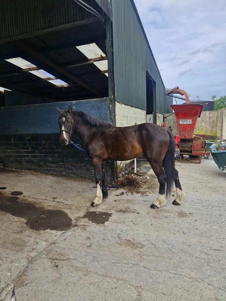 Sporty cob - Image 1