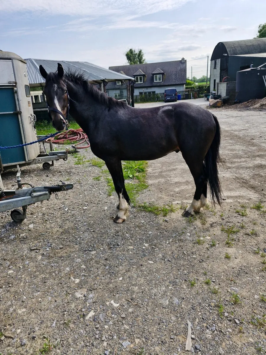 Sporty cob - Image 2