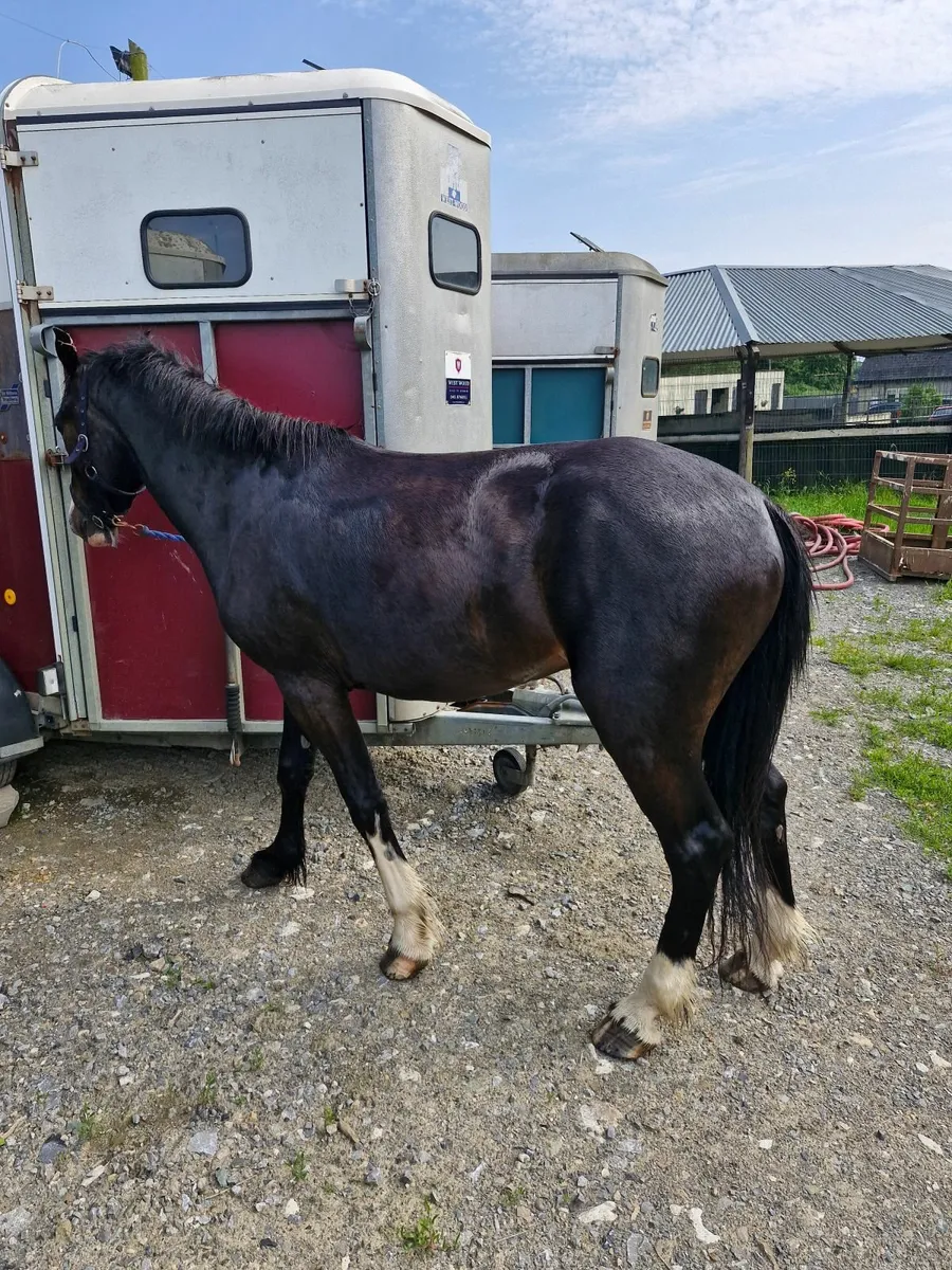 Sporty cob - Image 3