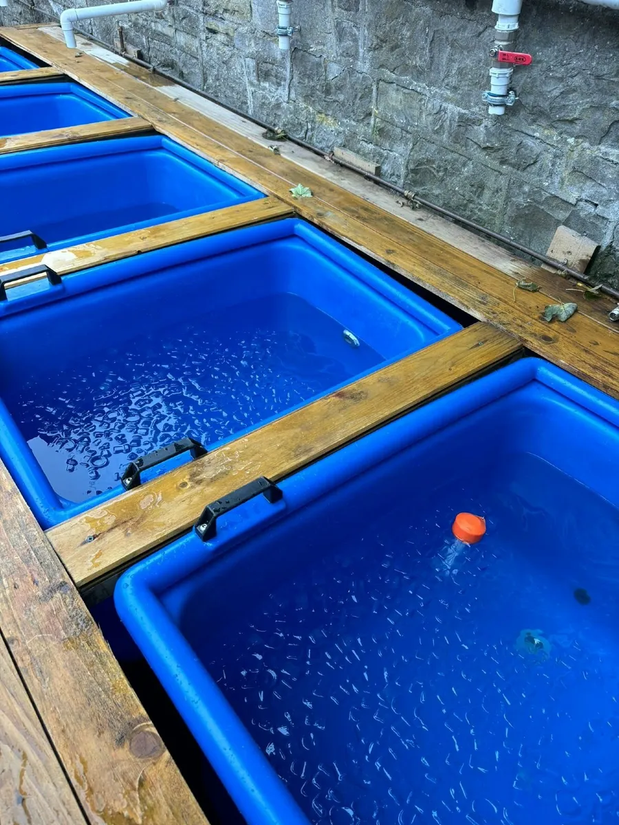 Cold plunge pool tub - Image 2