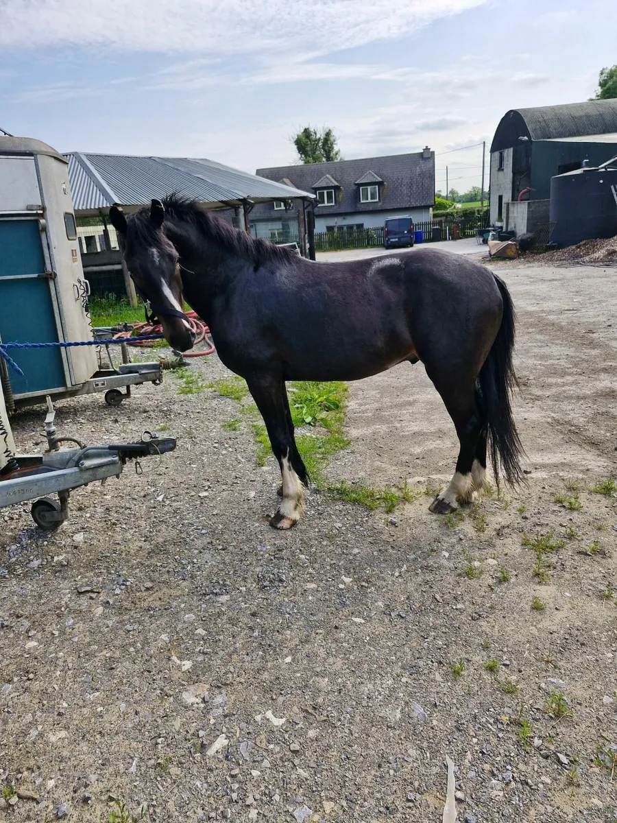 Sporty cob - Image 4