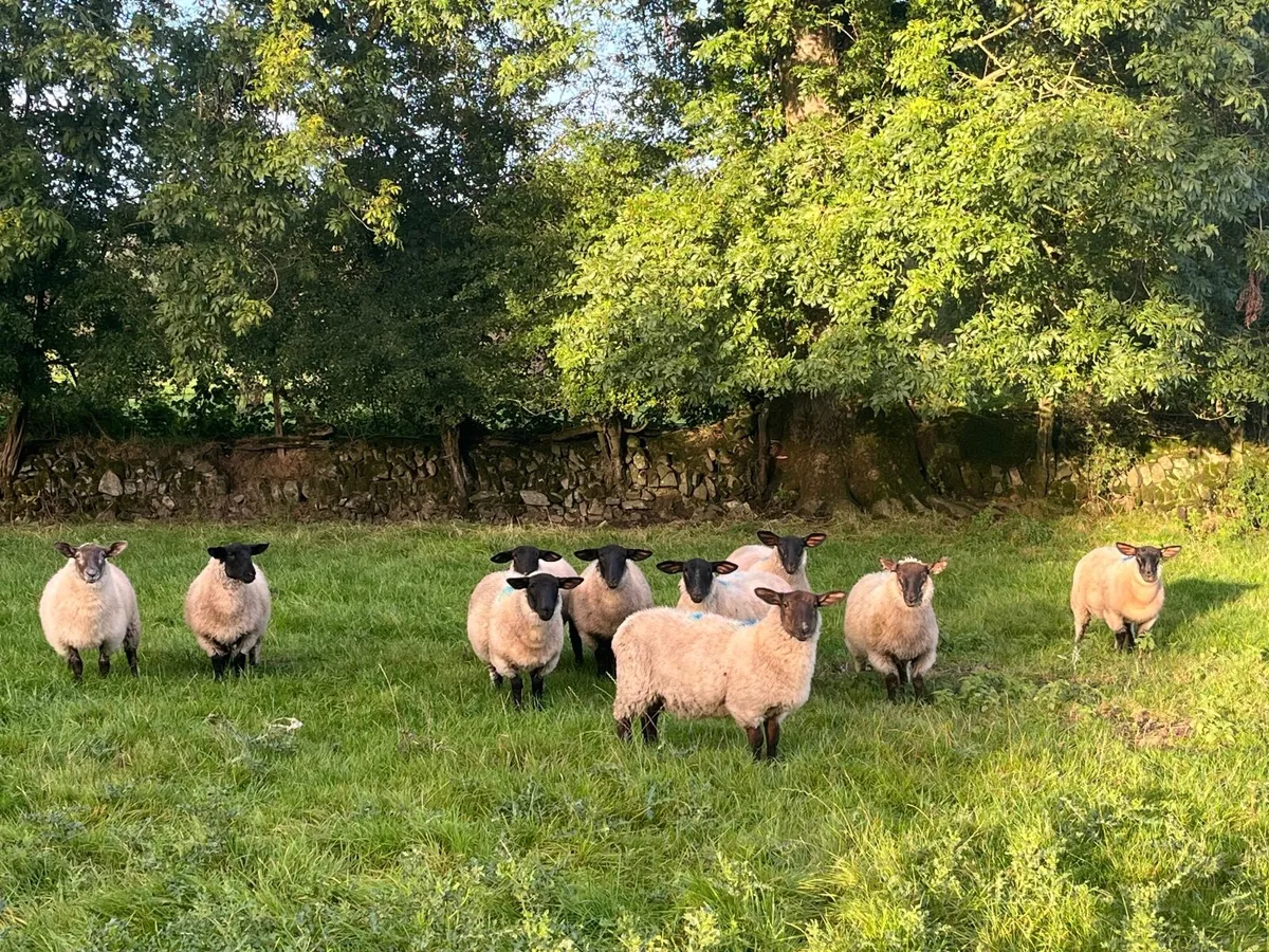 10 Ewe Lambs - Image 1