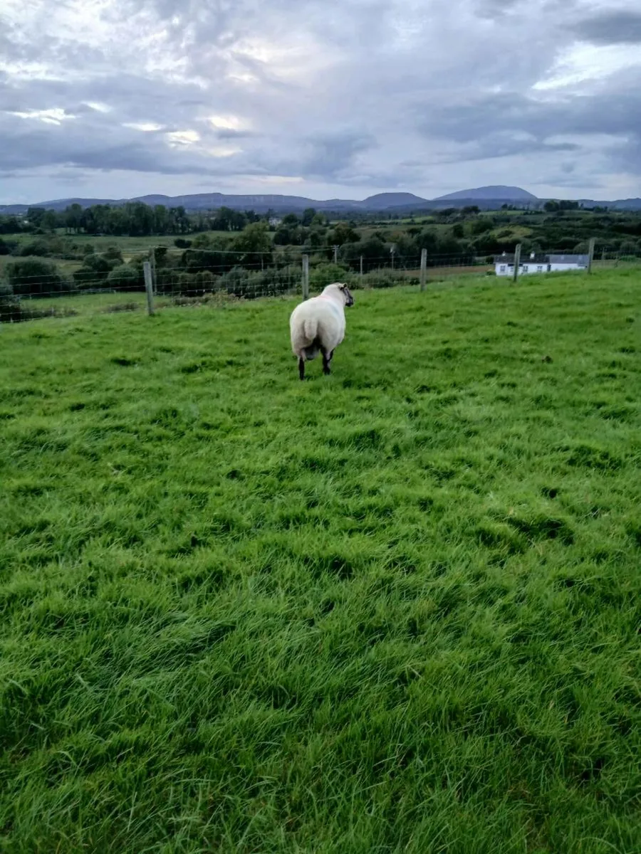 Suftex Ram 5 year old - Image 2
