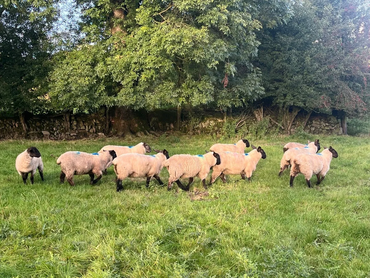 10 Ewe Lambs - Image 2