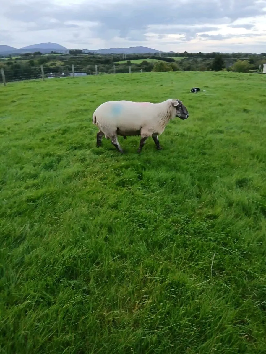 Suftex Ram 5 year old - Image 3