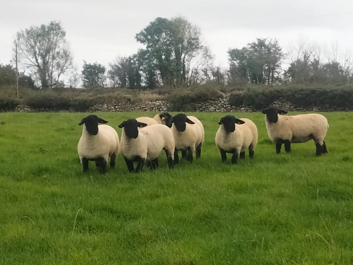 Suffolk Ewe lambs For Sale - Image 1