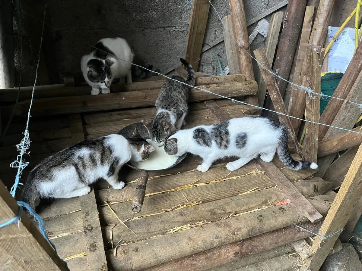 Kittens