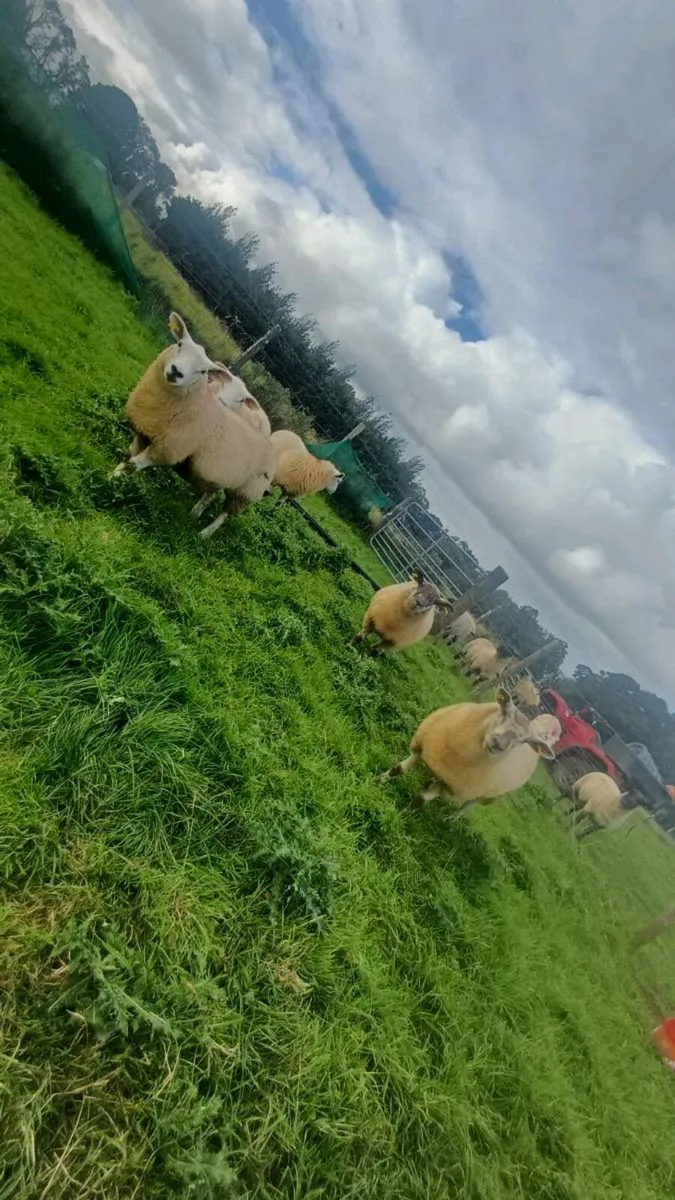 Texel ewe lambs - Image 1