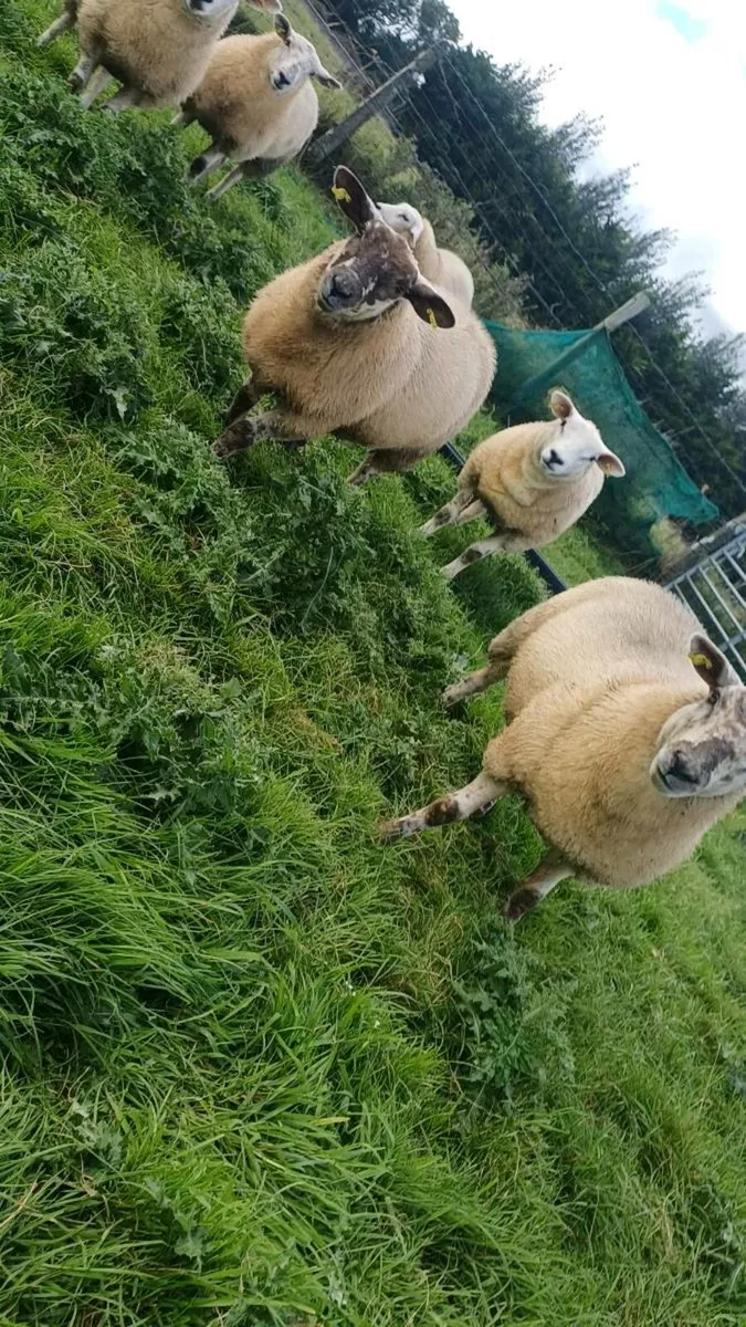 Texel ewe lambs - Image 2