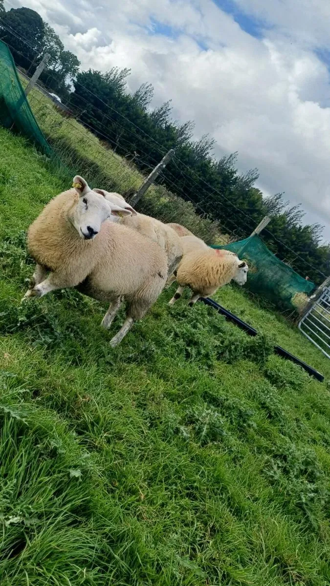 Texel ewe lambs - Image 3