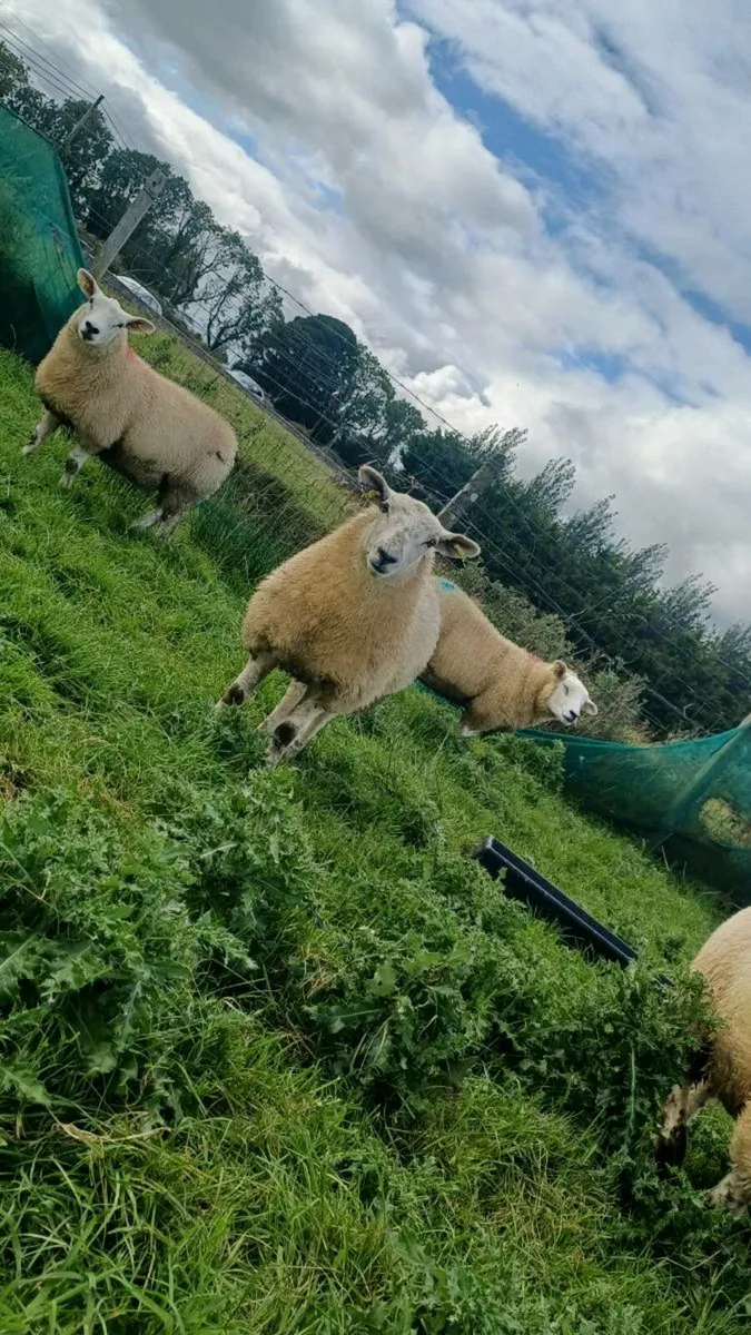 Texel ewe lambs - Image 4