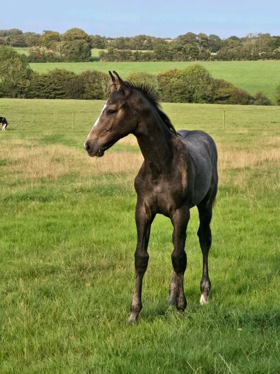 Colt Foal by Livello - Image 1