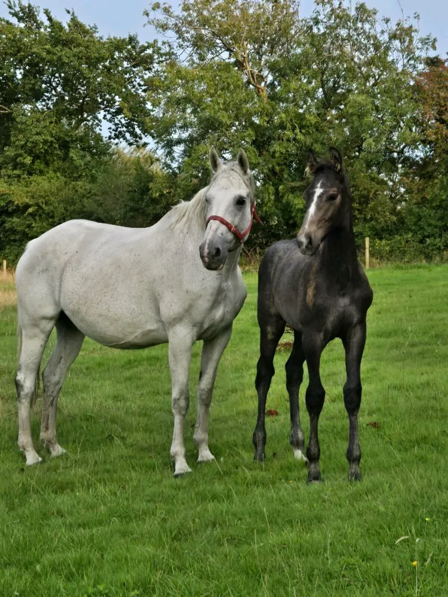 Colt Foal by Livello - Image 2