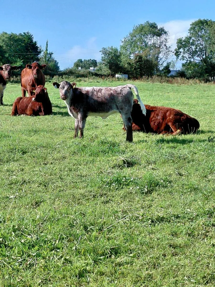 4 star Lmx cows for gort mart Thursday 11th - Image 1
