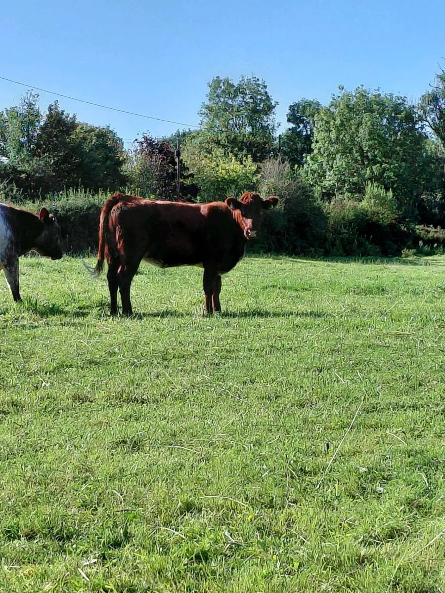 4 star Lmx cows for gort mart Thursday 11th - Image 2