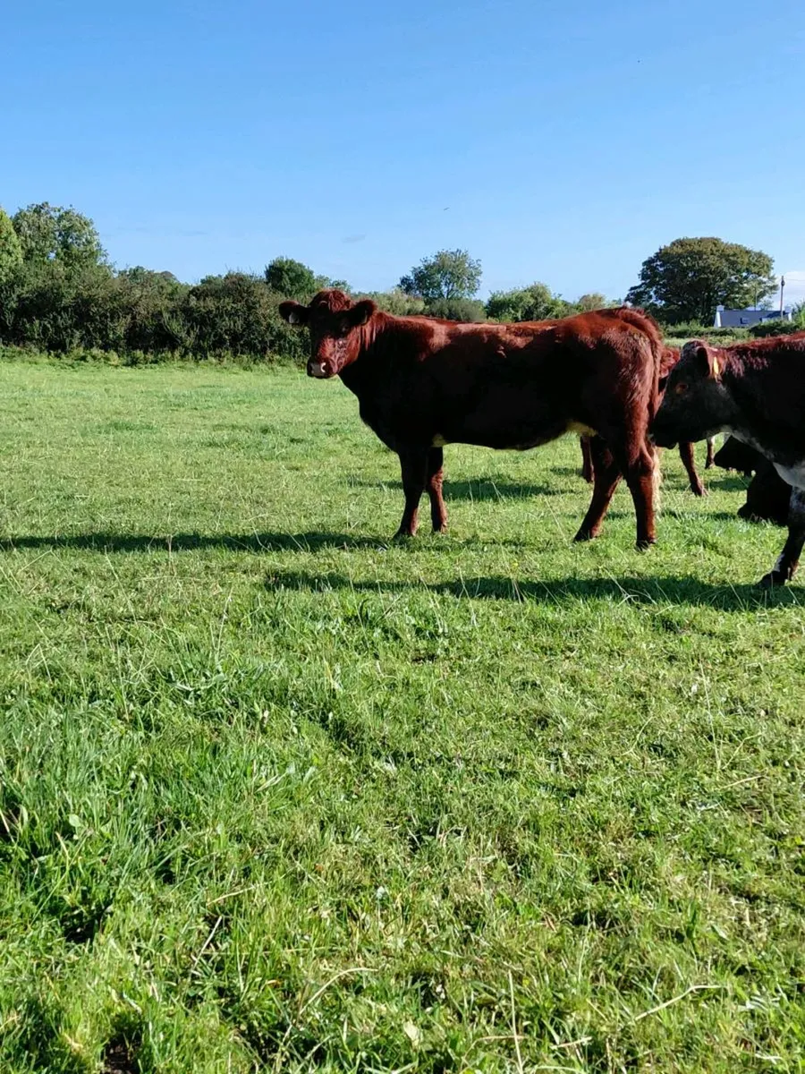4 star Lmx cows for gort mart Thursday 11th - Image 3
