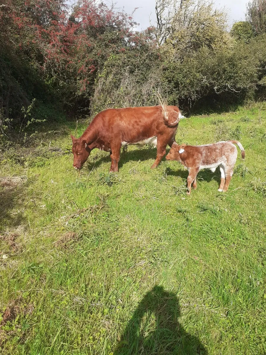 4 star Lmx cows for gort mart Thursday 11th - Image 4