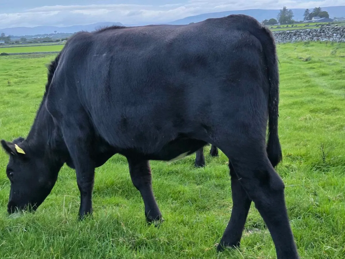 AAX Heifers and Bullocks - Image 1
