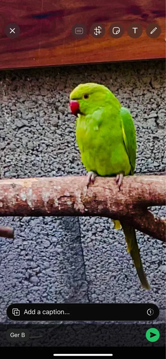 Indian ringneck - Image 4