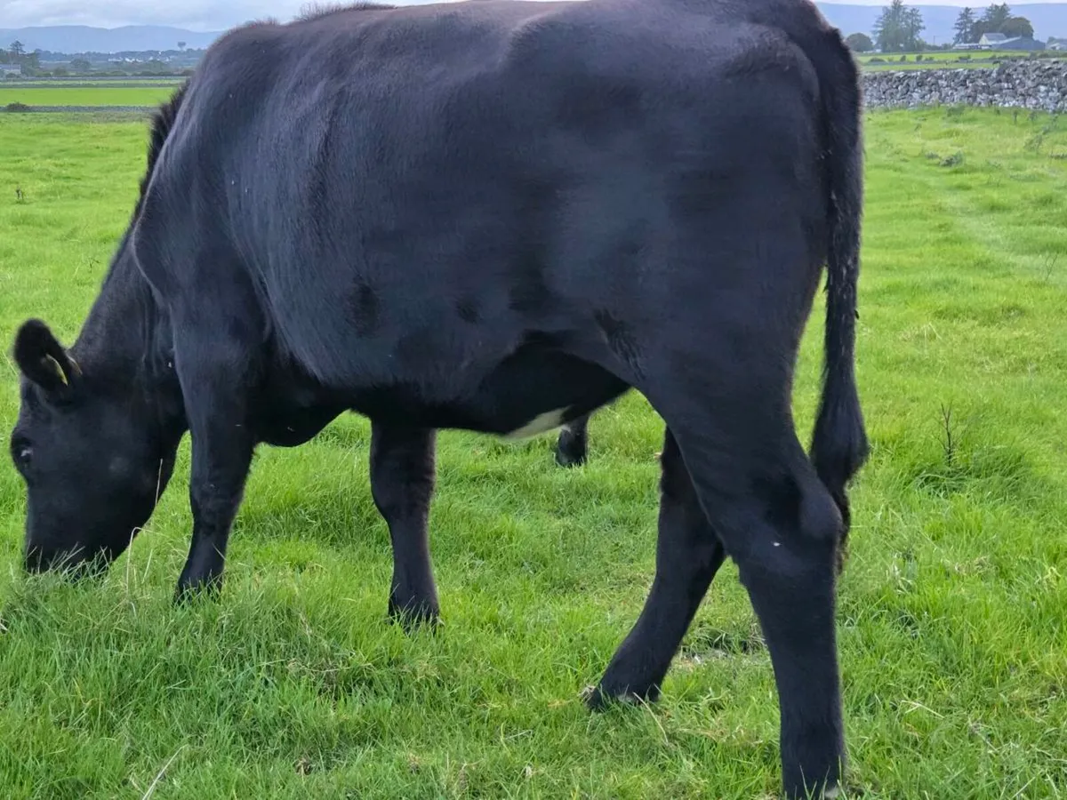 AAX Heifers and Bullocks - Image 3