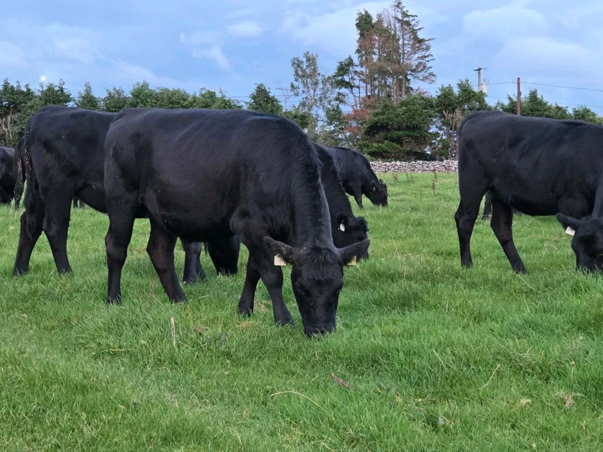 AAX Heifers and Bullocks - Image 4