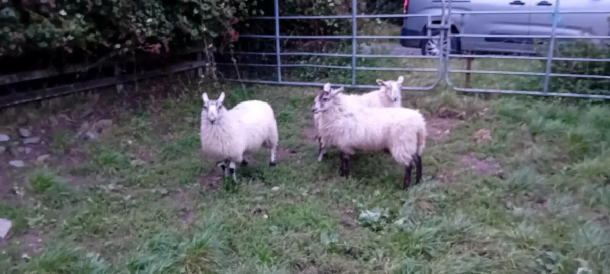 Mule ewe lambs/Dutch spotted ewe lambs - Image 3