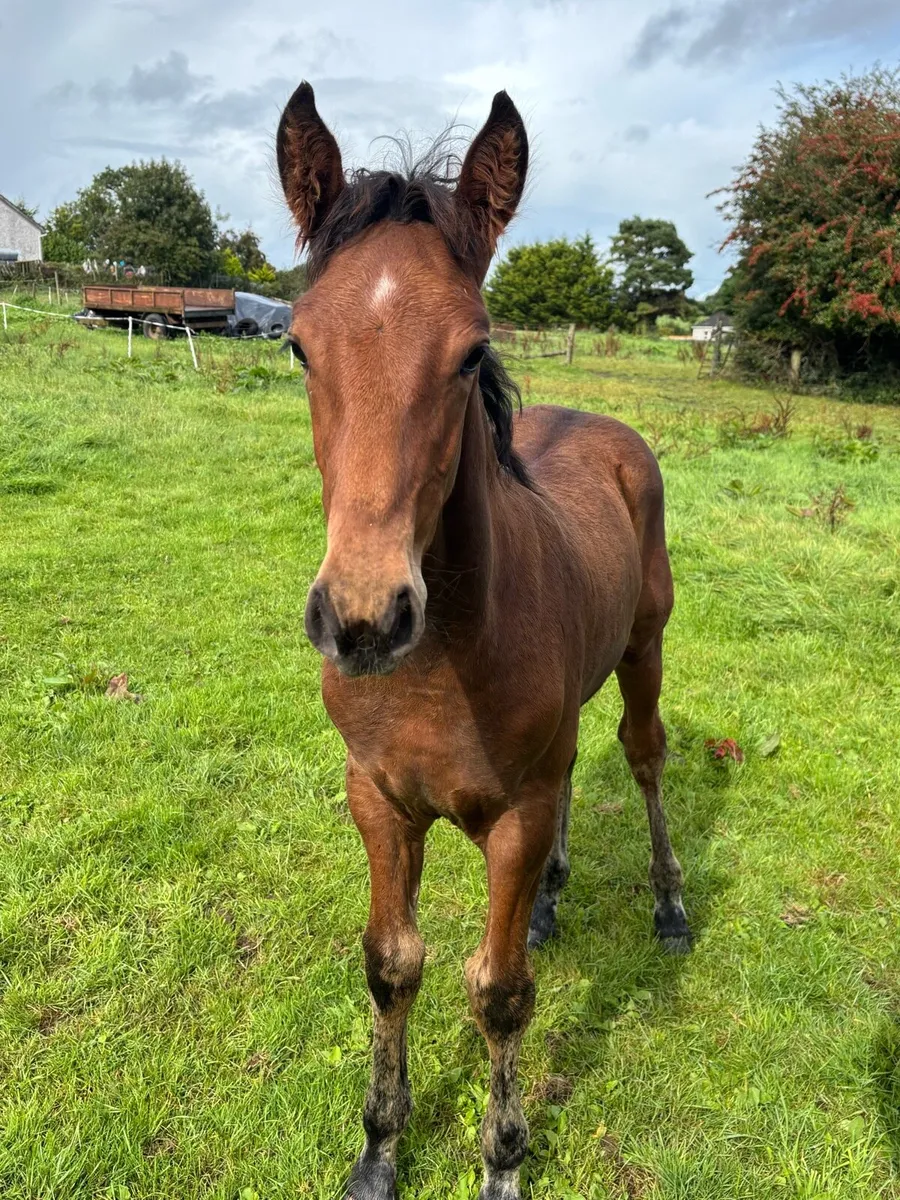 RID Colt Foal - Image 1