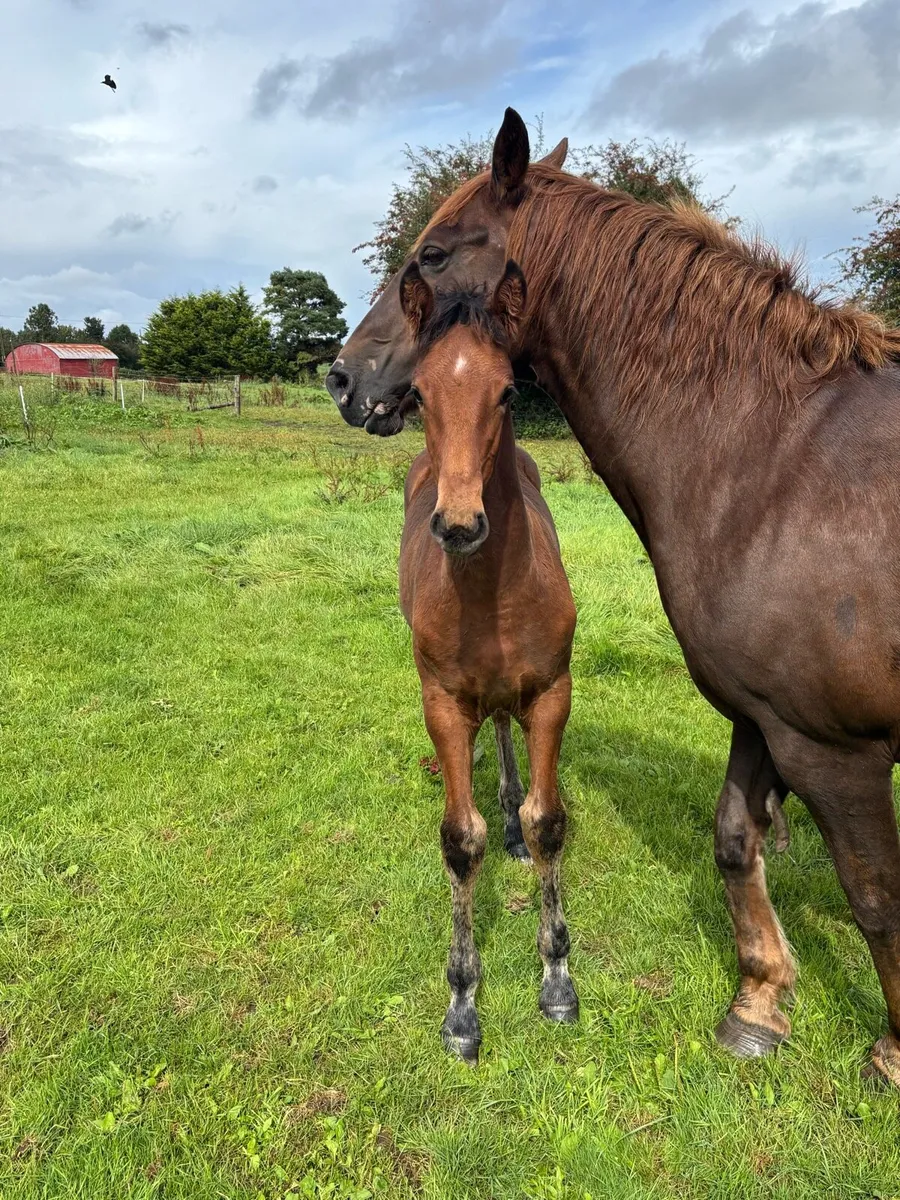 RID Colt Foal - Image 3