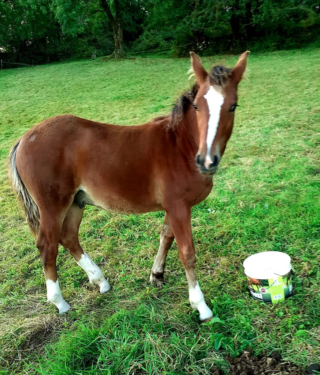 Mare and Foal - Image 2