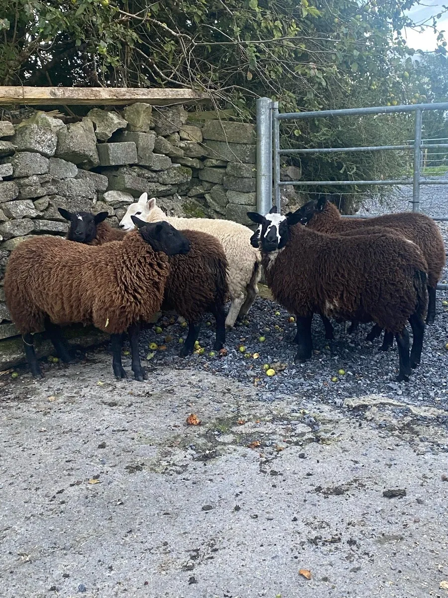 6 Ewe lambs - Image 1
