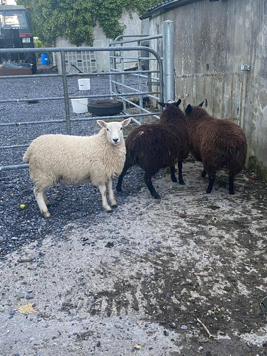 6 Ewe lambs - Image 2