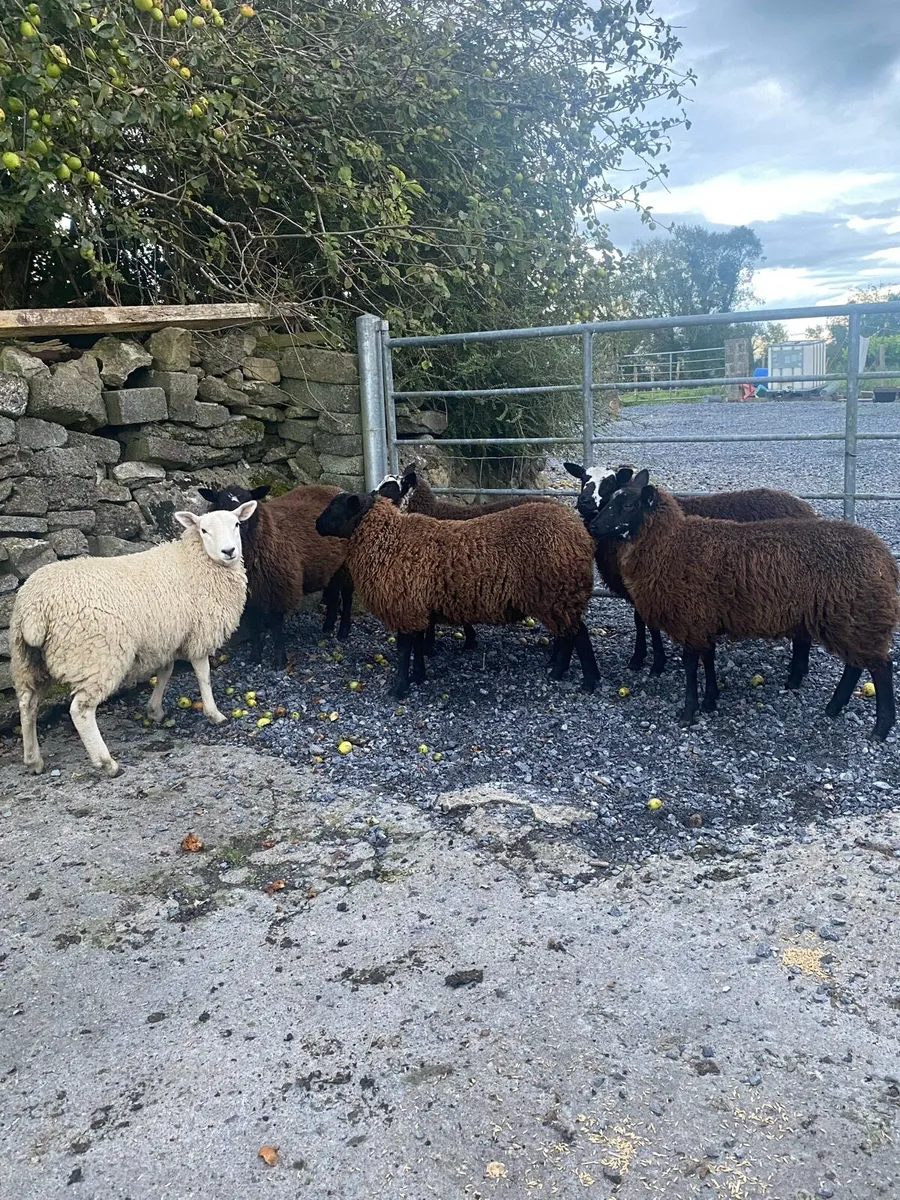6 Ewe lambs - Image 3