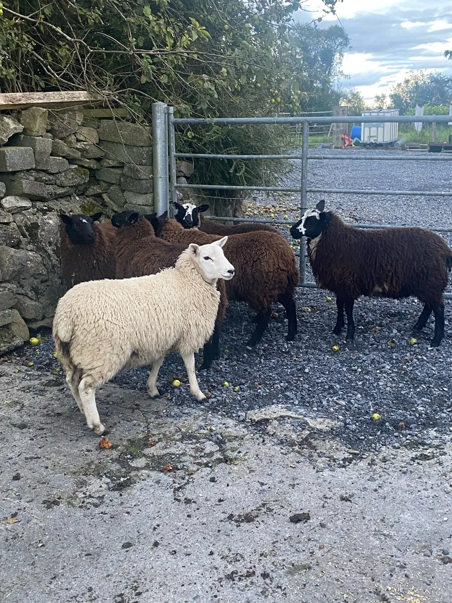 6 Ewe lambs - Image 4