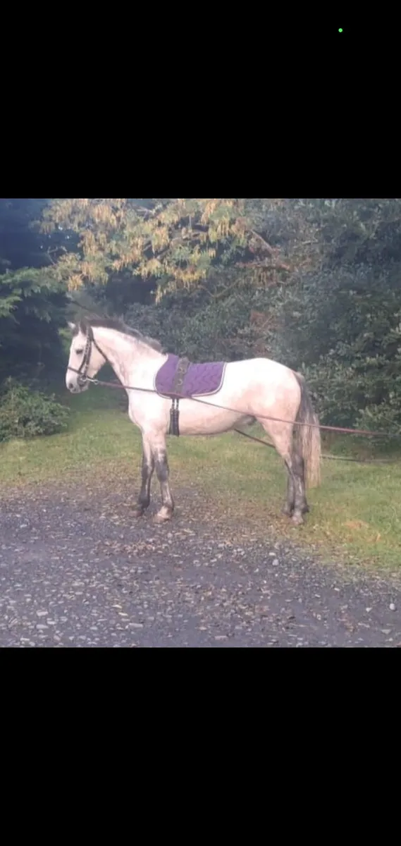 5 year old connemara geldin - Image 1