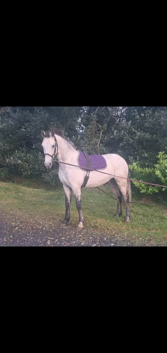 5 year old connemara geldin - Image 2