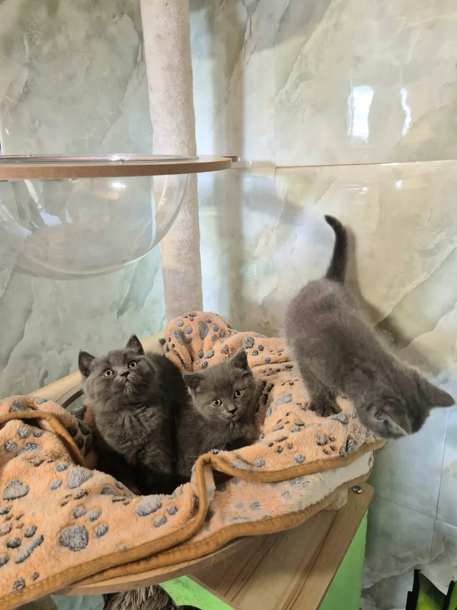 Blue Ragdoll kittens - Image 3