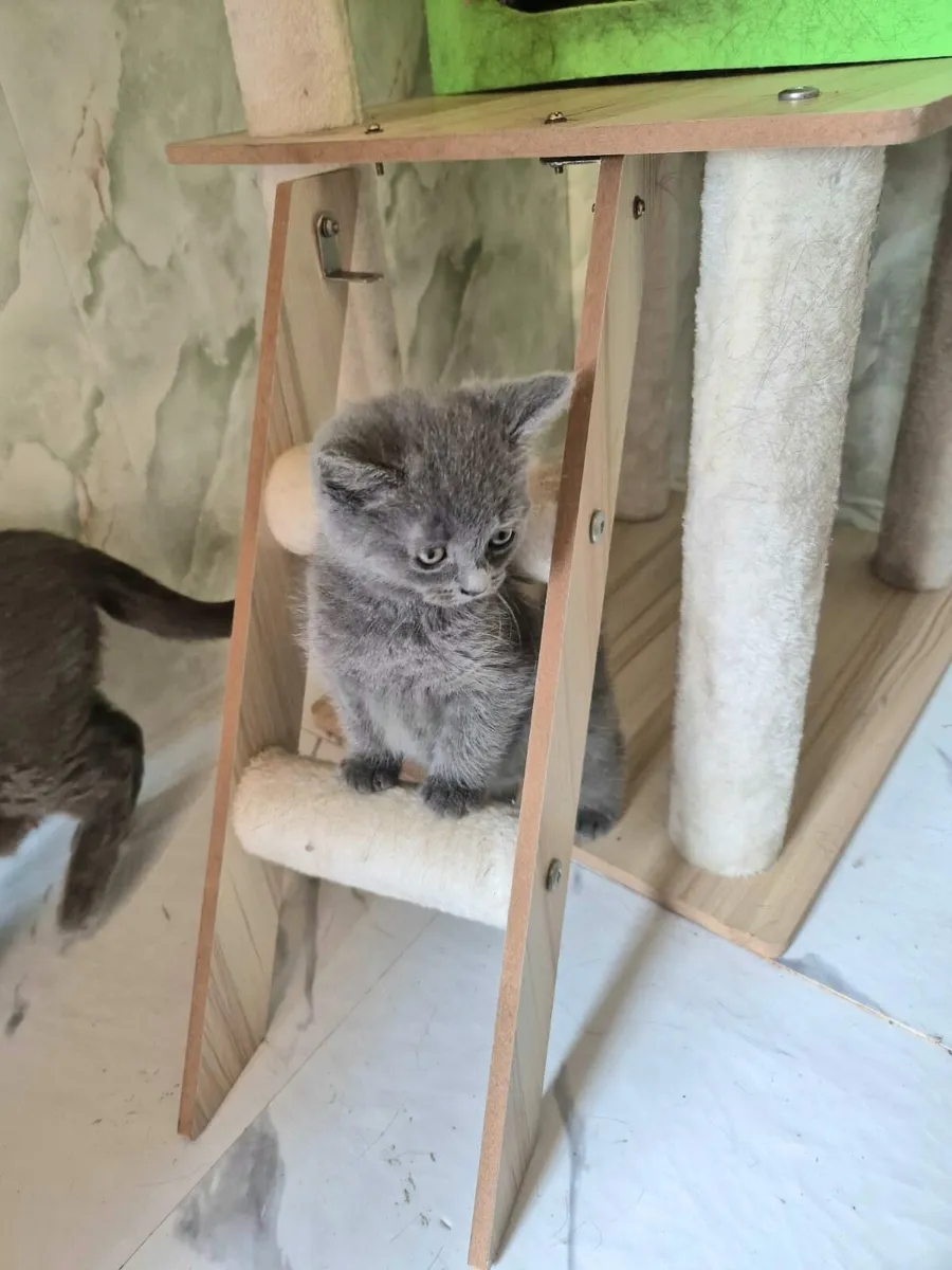 Blue Ragdoll kittens - Image 4