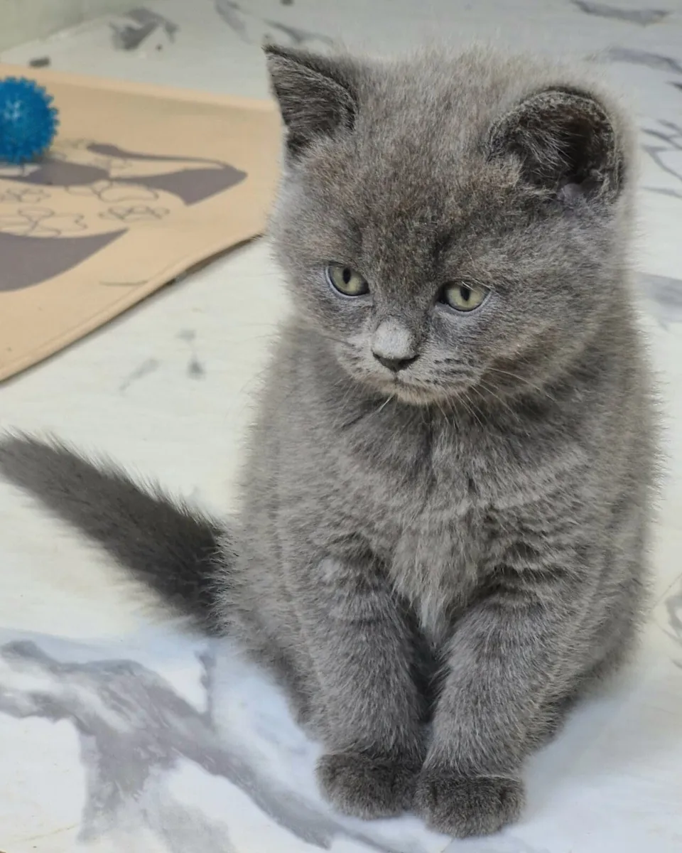 Blue Ragdoll kittens - Image 1