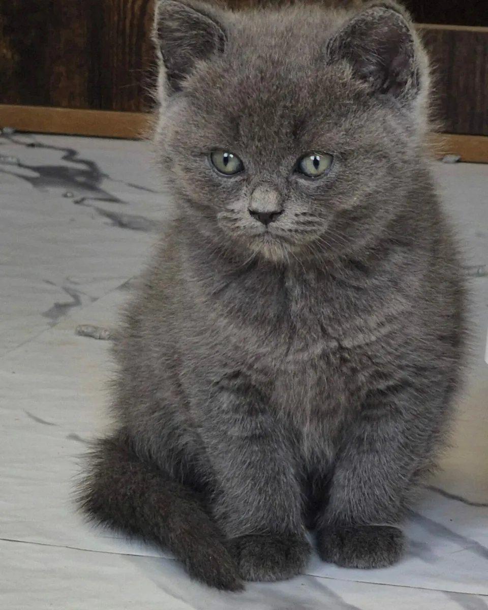 Blue Ragdoll kittens - Image 2