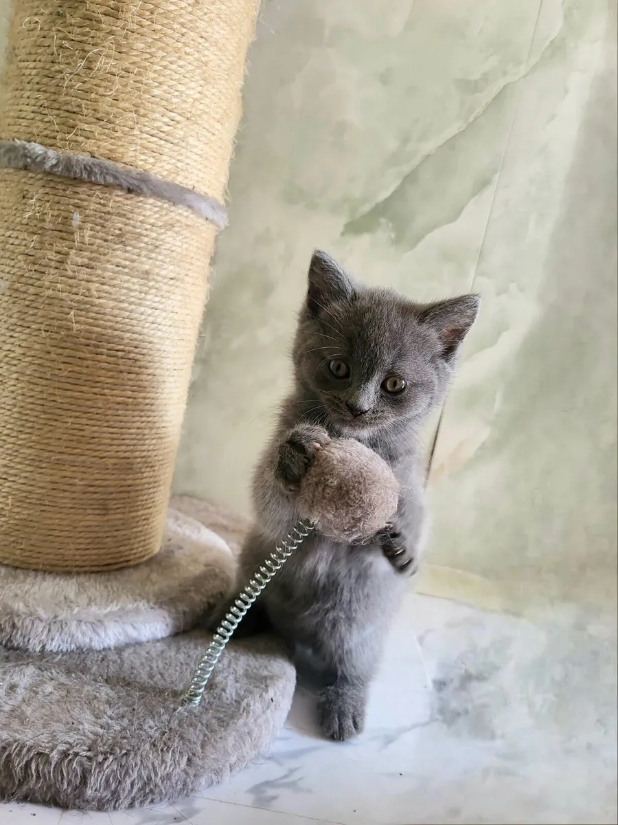 Ragdoll x British Shorthaired kittens 💖 - Image 1