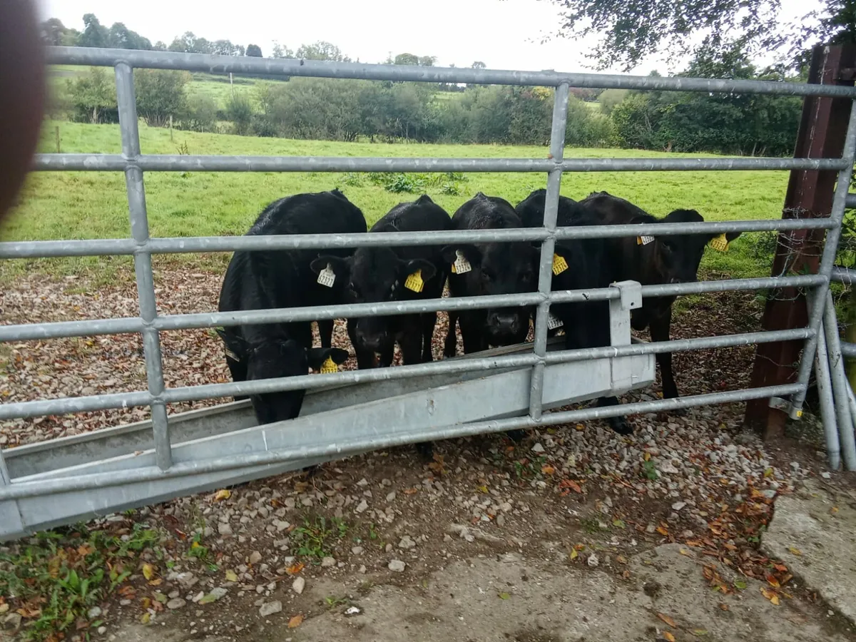 Heifers - Image 1