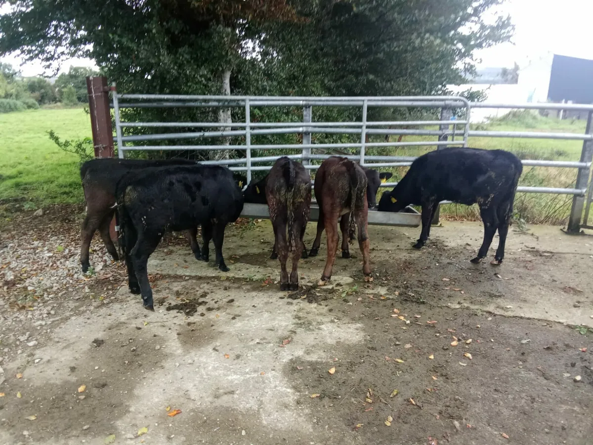 Heifers - Image 2