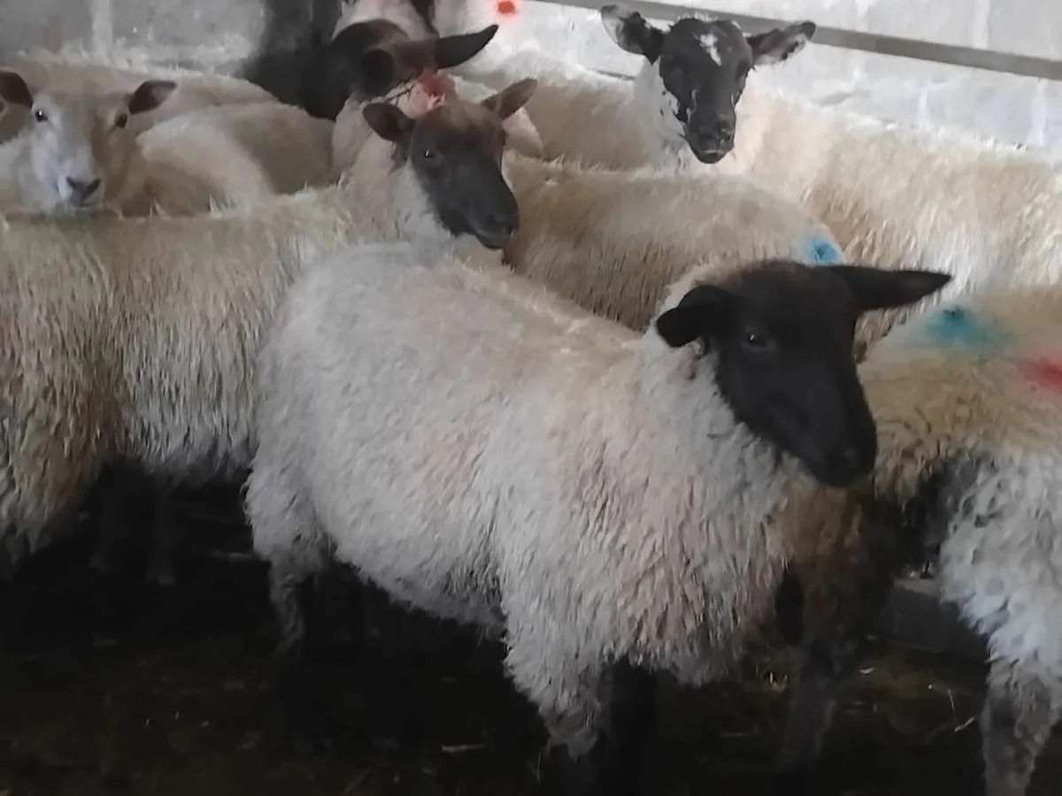 12 Ewe Lambs - Image 2