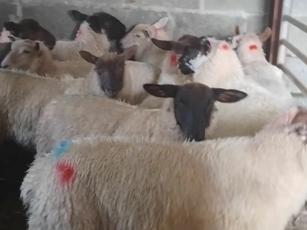 12 Ewe Lambs - Image 3