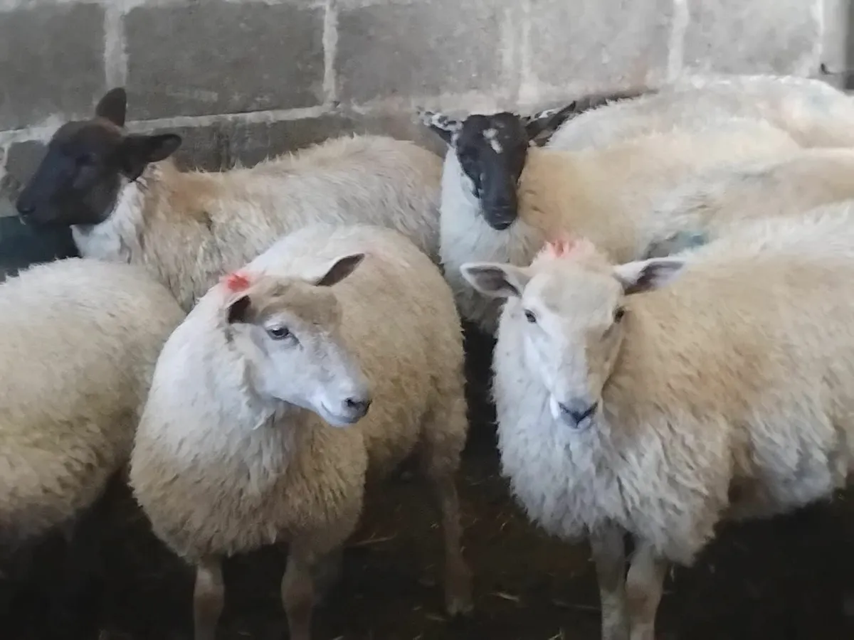 12 Ewe Lambs - Image 1